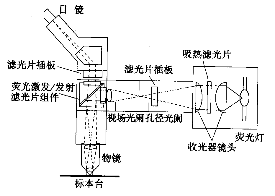 熒光顯微鏡原理圖，激發(fā)濾板和壓制濾色系統(tǒng)