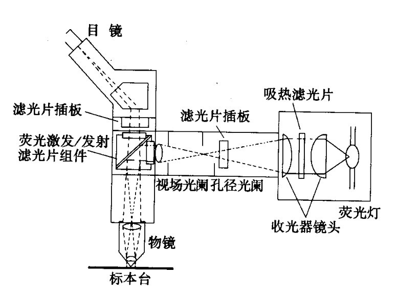 熒光顯微鏡光學原理